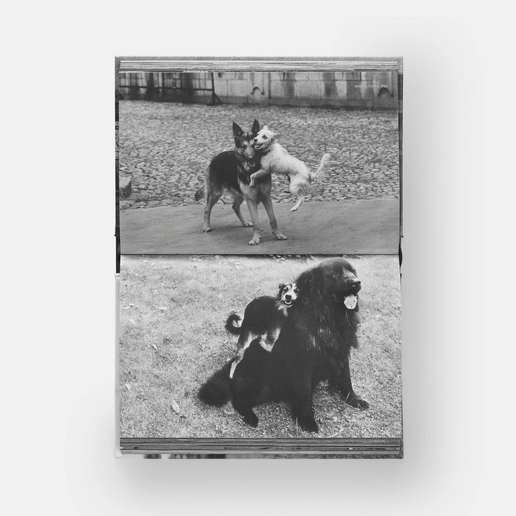 DogsDogs by Elliott Erwitt