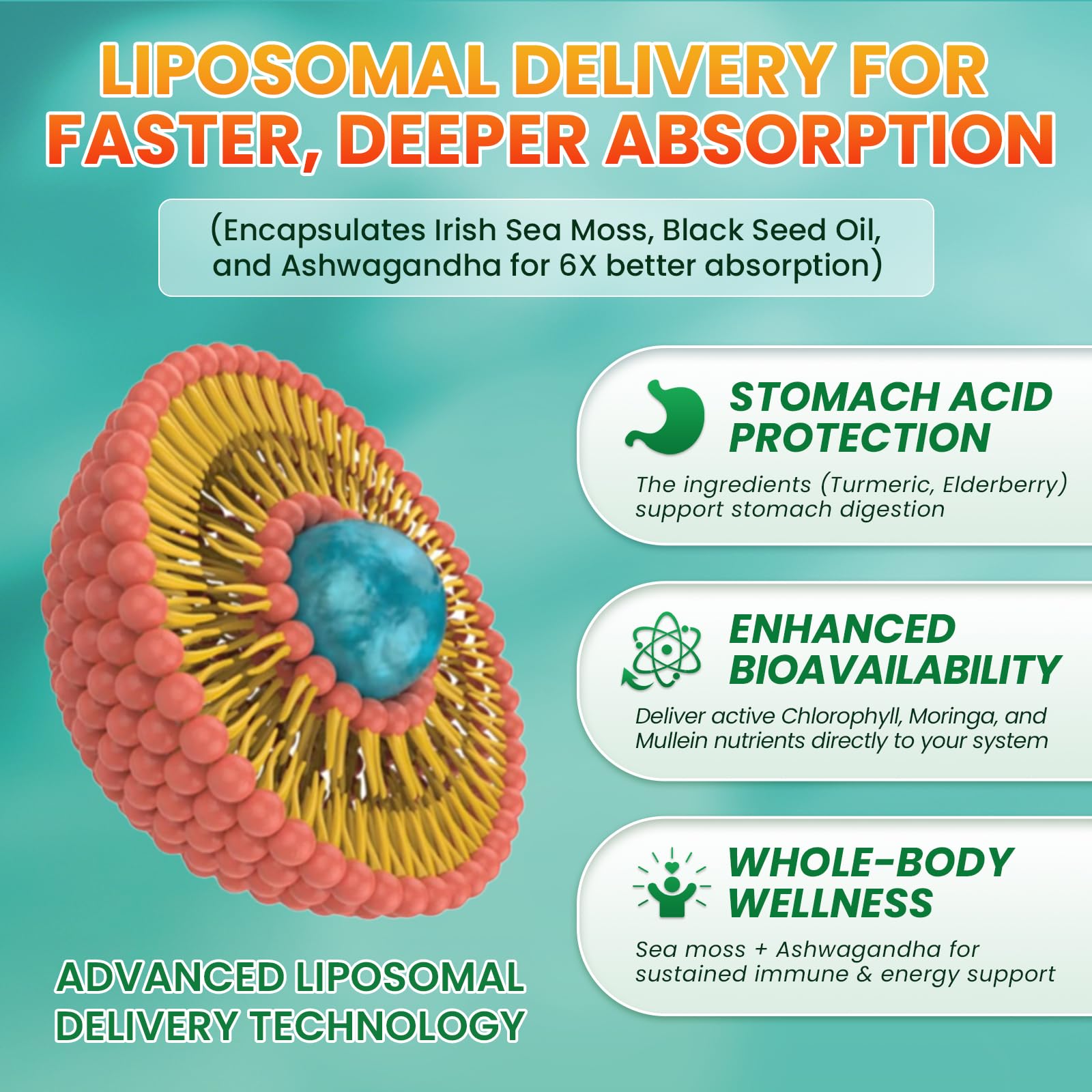 3Pack Sea Moss Drops – Irish Sea Moss Chlorophyll Liquid with Black Seed Oil & Immune Support
