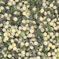 Apple Pips