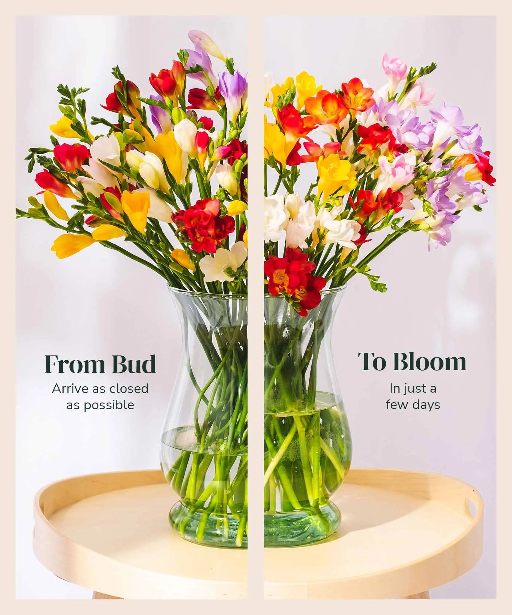 Mixed Guernsey Long Stem Freesia Flowers