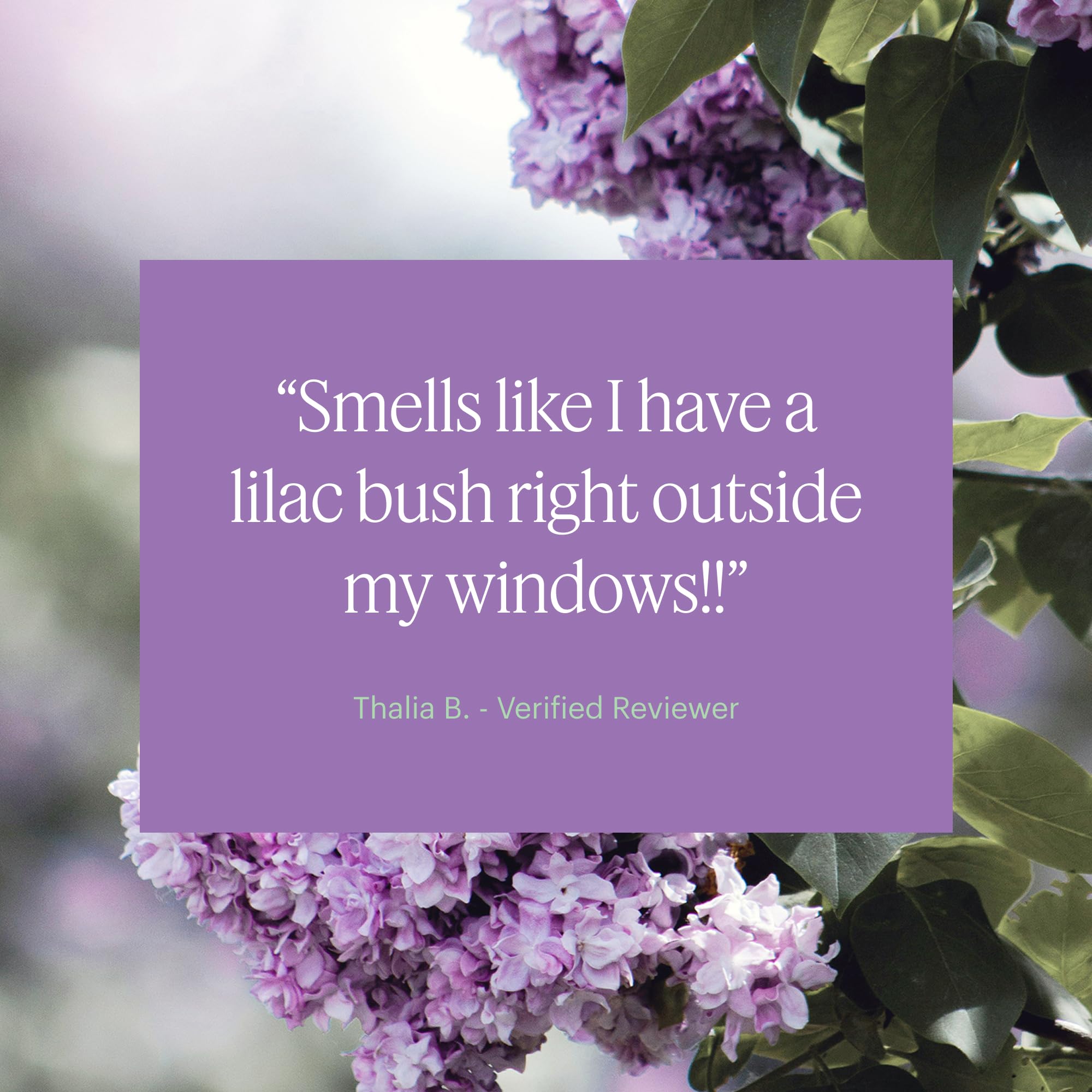 Aera Mini Lilac Daydream – Lilac Fragrance Capsule for Mini Diffuser
