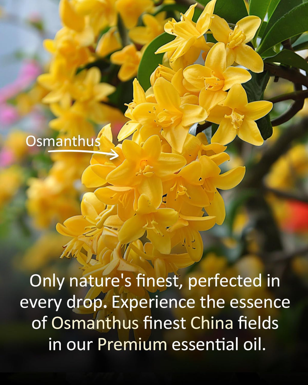 Airoomoil Osmanthus Essential Oil – 100% Natural, Premium Grade, 4 oz (120 ml)