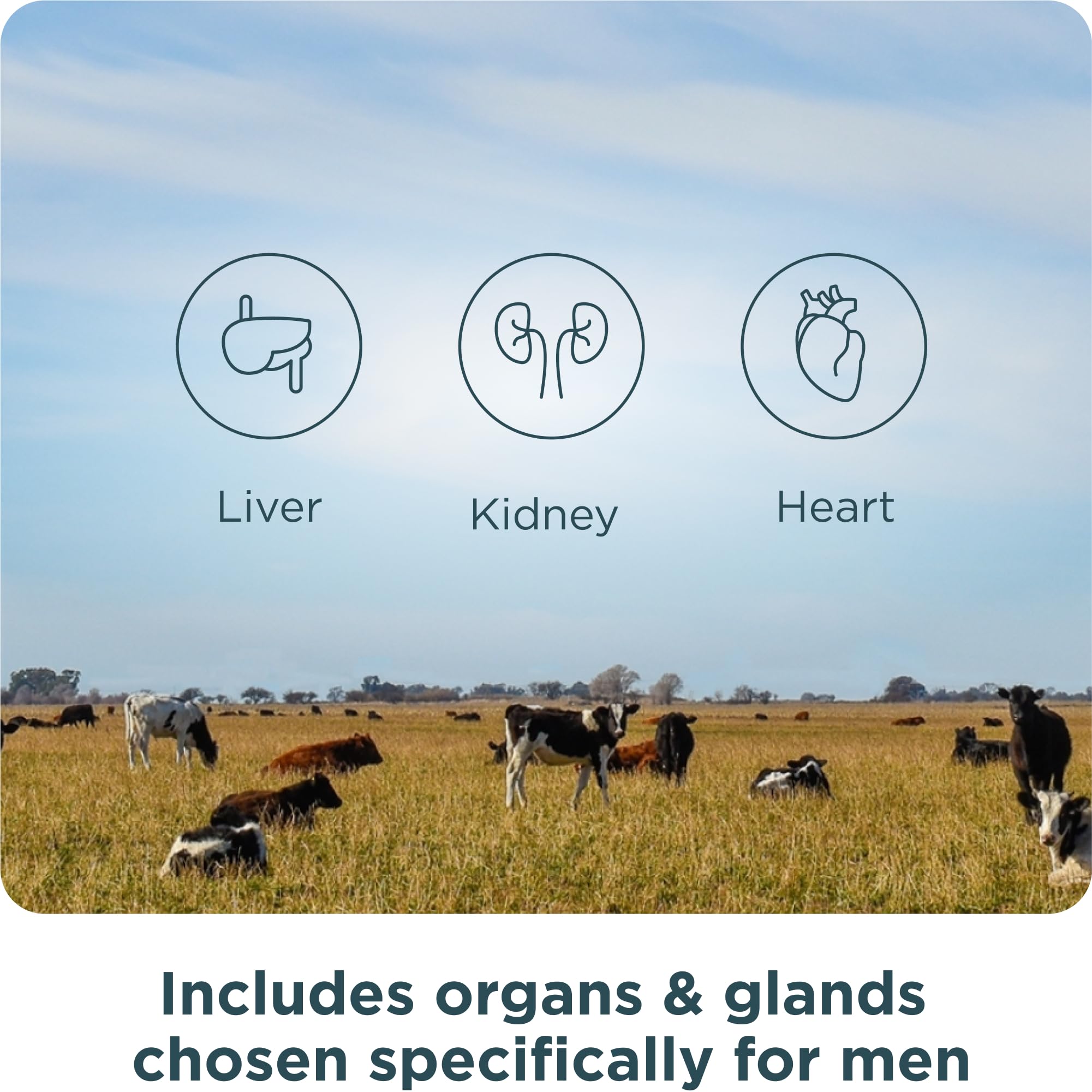 Ancient Nutrition Organ Complex for Men – Grass-Fed & Wild Organs (180 Count)