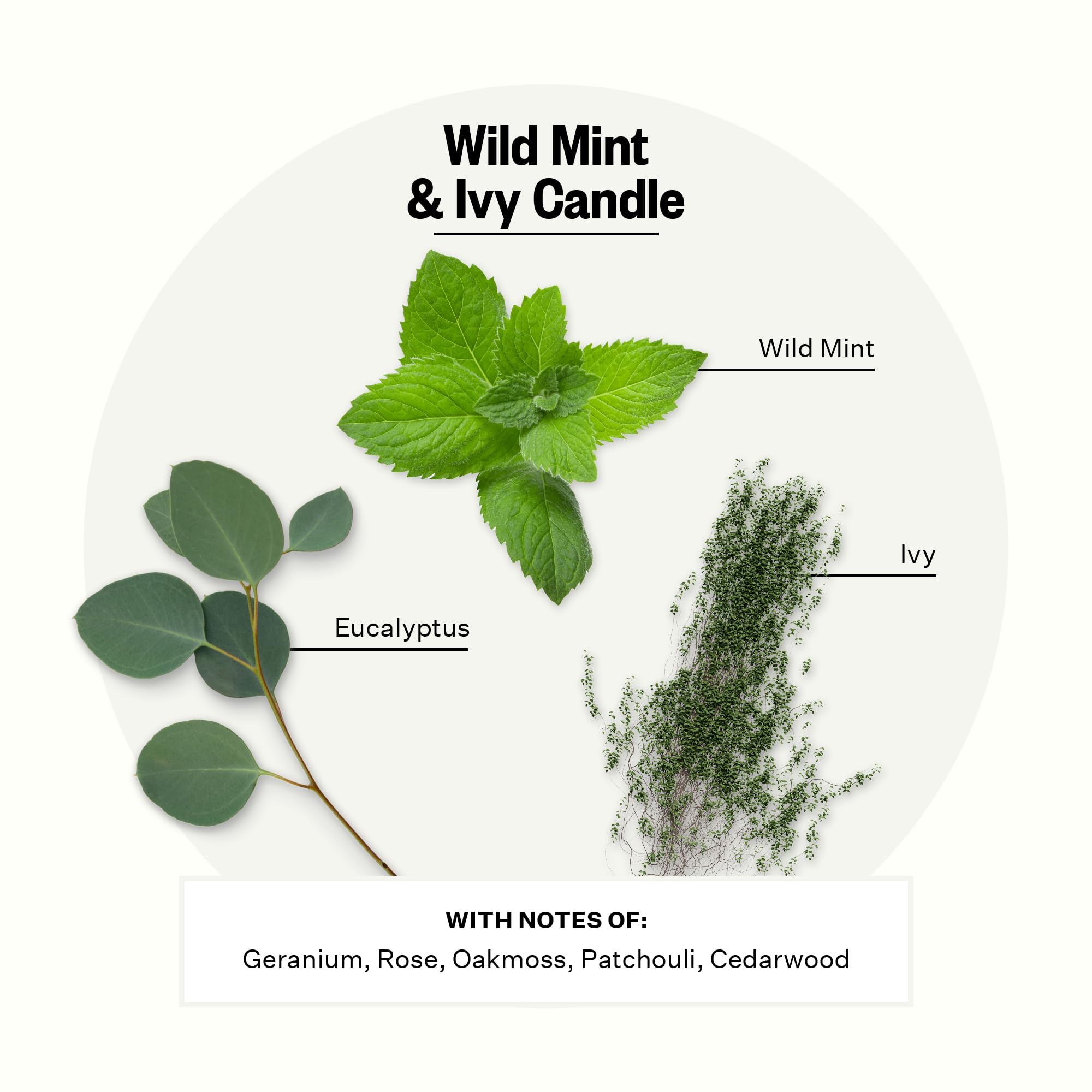 Apotheke Wild Mint & Ivy Scented Candle – 10.5 oz Soy Wax, Large White Jar