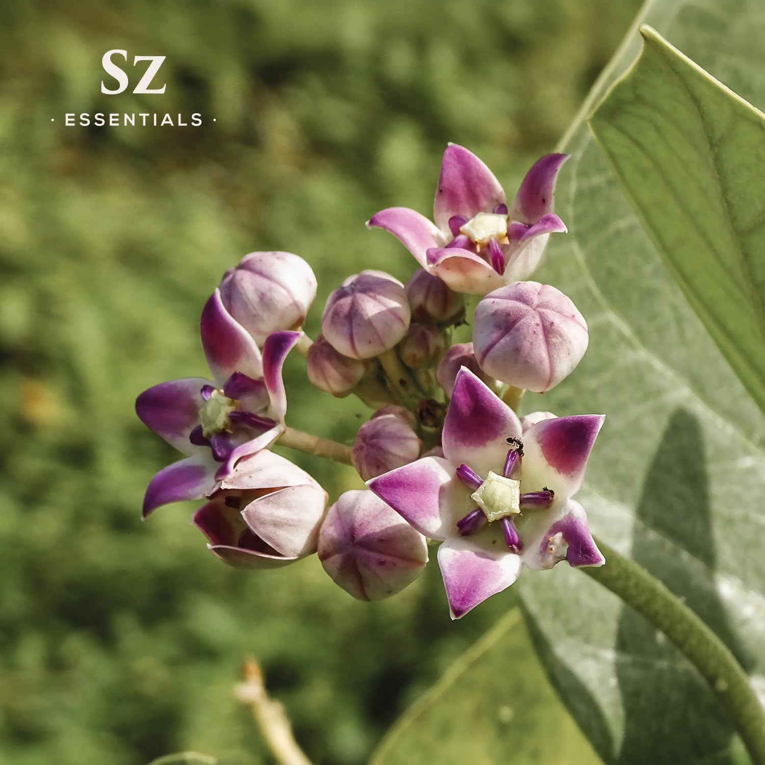 SZ Essentials Ashwagandha Essential Oil – 100% Pure & Natural (0.17oz)