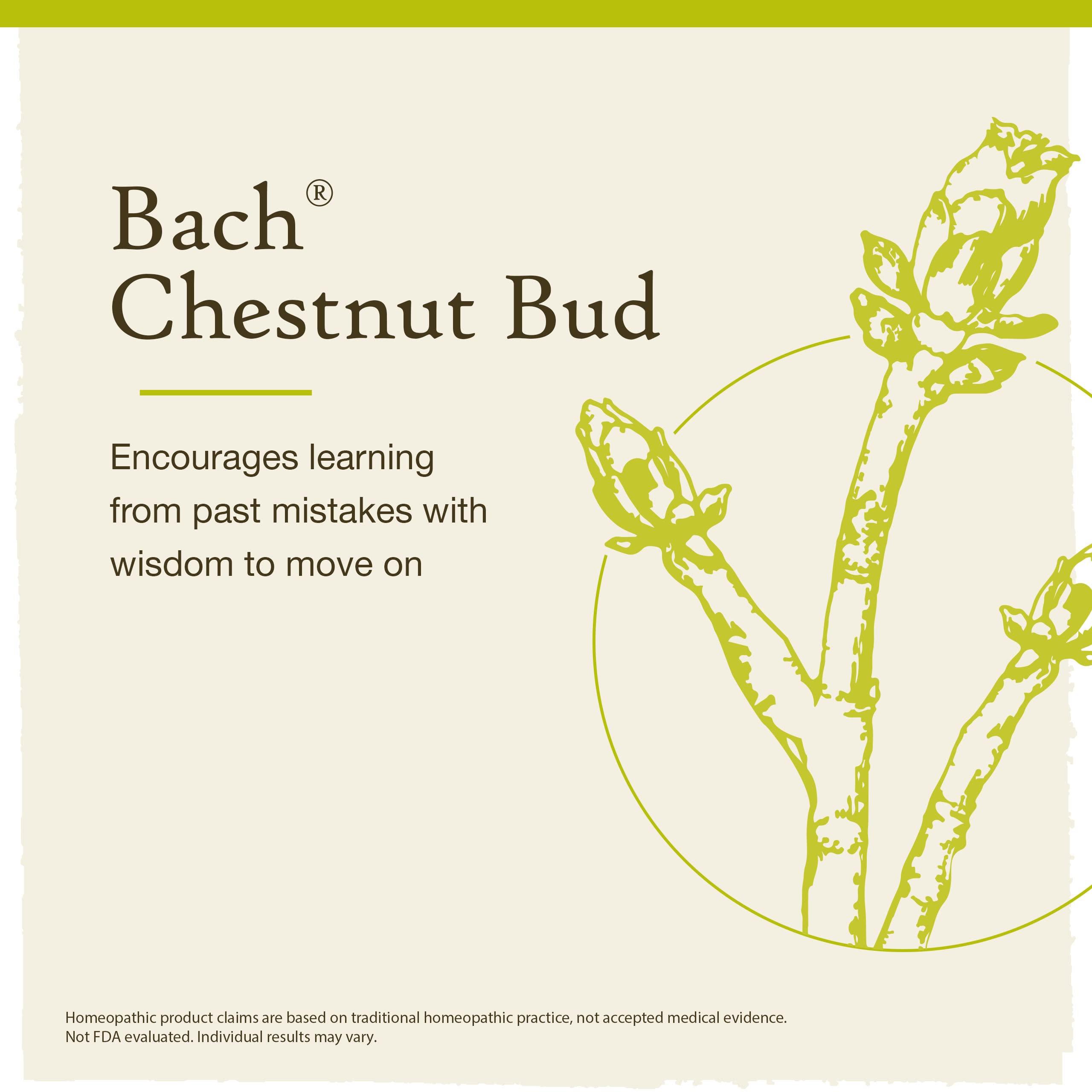 Chestnut Bud Bach Original Flower Remedy – Learn from Mistakes (20mL Dropper)