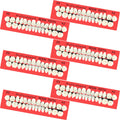 BBTO 6 Sets Acrylic Resin Fake Teeth – Denture Replacement Prop, A2, 168 Pieces