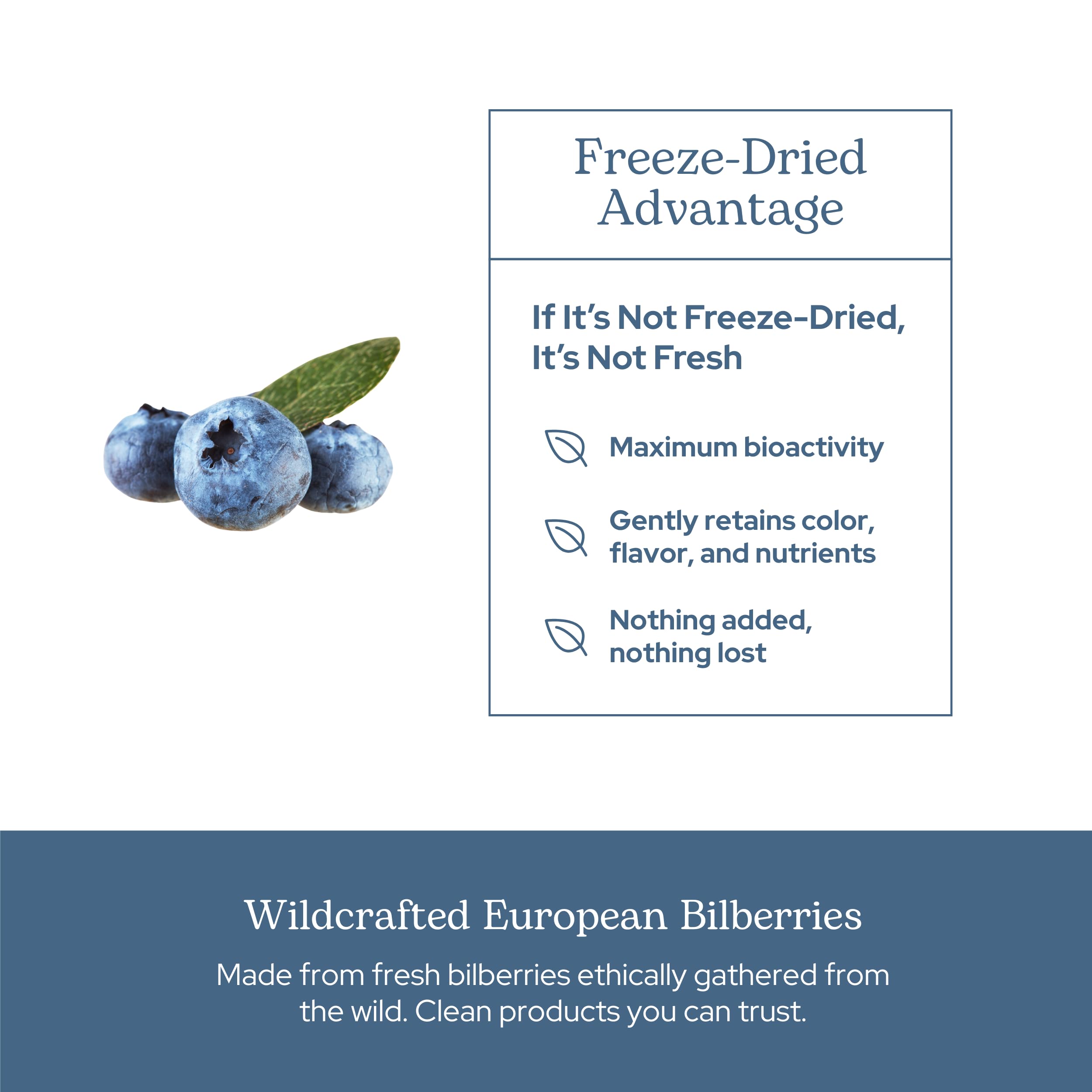 Eclectic Herb Bilberry Capsules | Vision Health & Cardiovascular Support | Vegan, Non-GMO