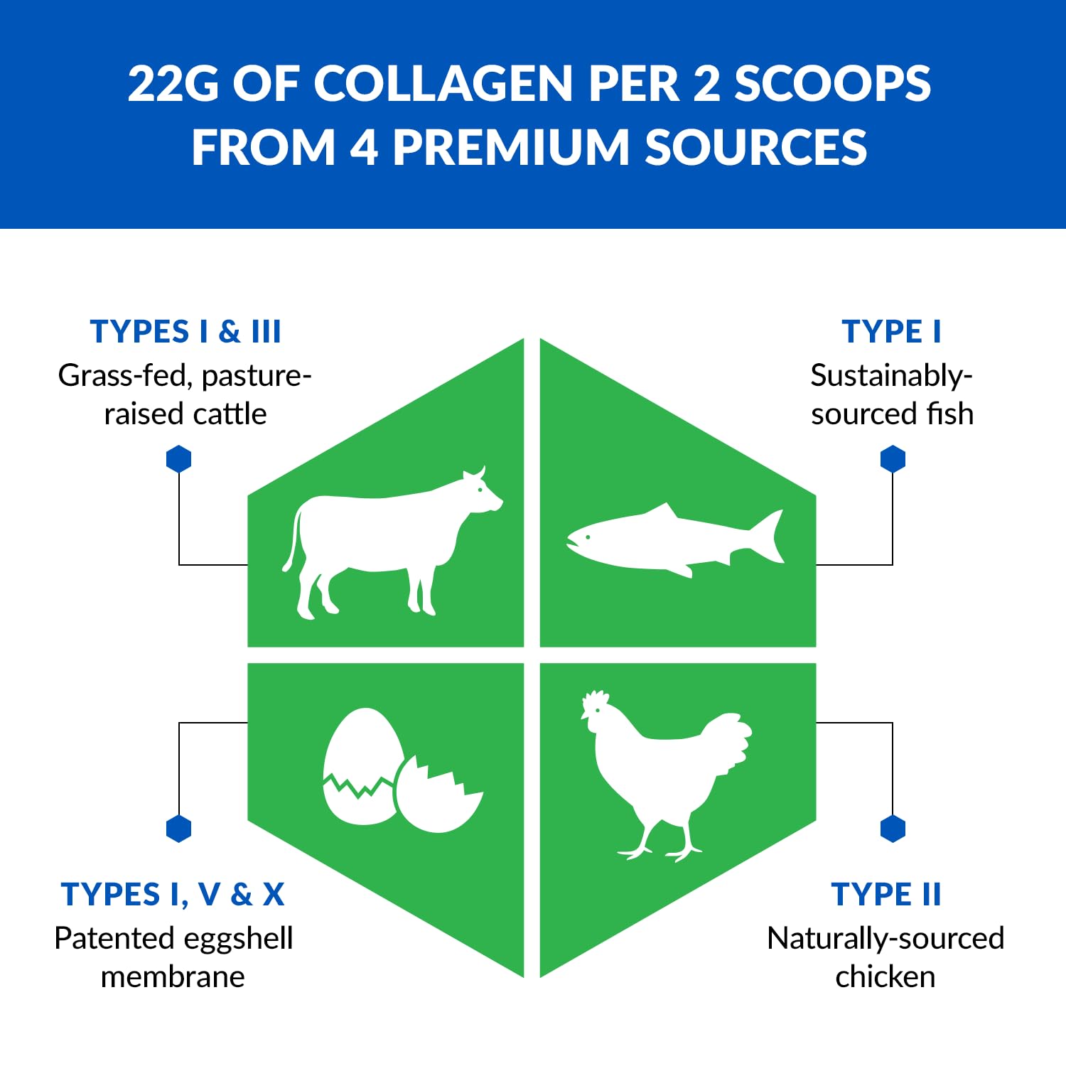 BioTrust Ageless Multi Collagen Peptides Powder – 5 Types I II III V X – Chocolate