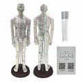 Body Acupuncture Model 20.5 Inches – English Points, Meridians Doll, High-Definition Acupoints for Student Practice