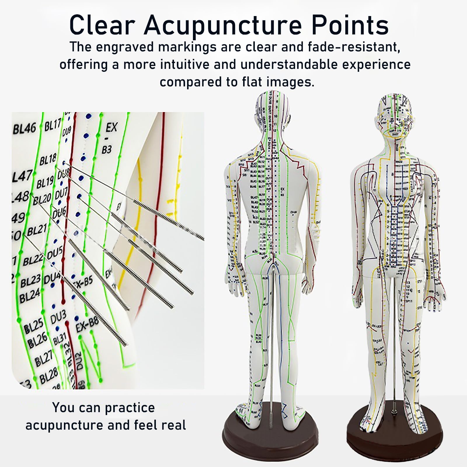 Body Acupuncture Model 20.5 Inches – English Points, Meridians Doll, High-Definition Acupoints for Student Practice