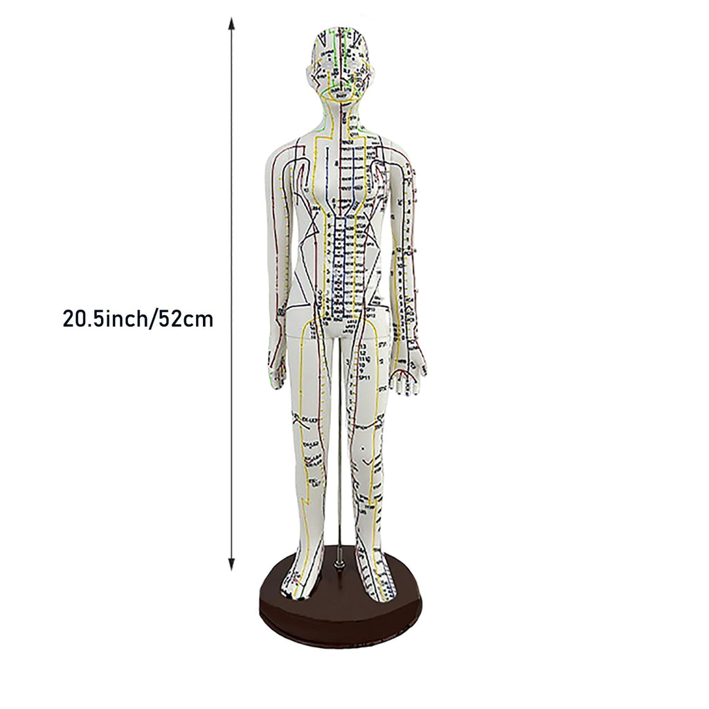 Body Acupuncture Model 20.5 Inches – English Points, Meridians Doll, High-Definition Acupoints for Student Practice