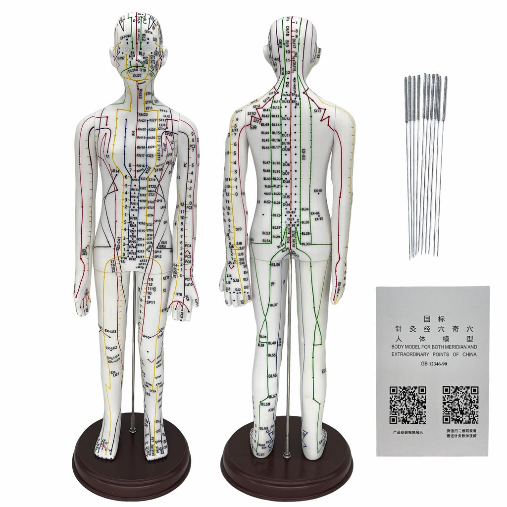 Body Acupuncture Model 20.5in – English Points & Meridians (Female)