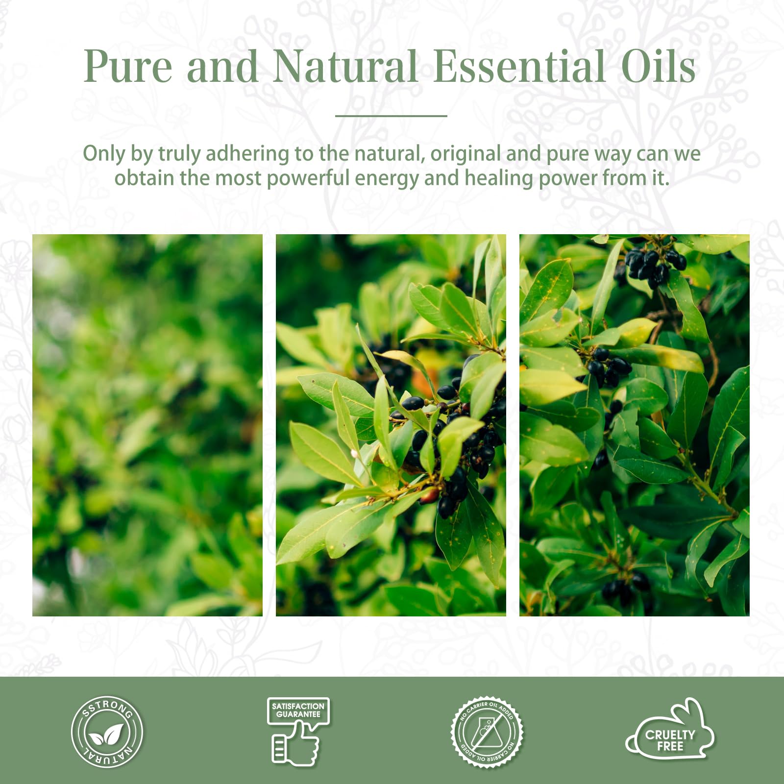 Camphor Essential Oil 100ml | PHATOIL Aromatherapy for Diffusers, DIY Candles & Soaps