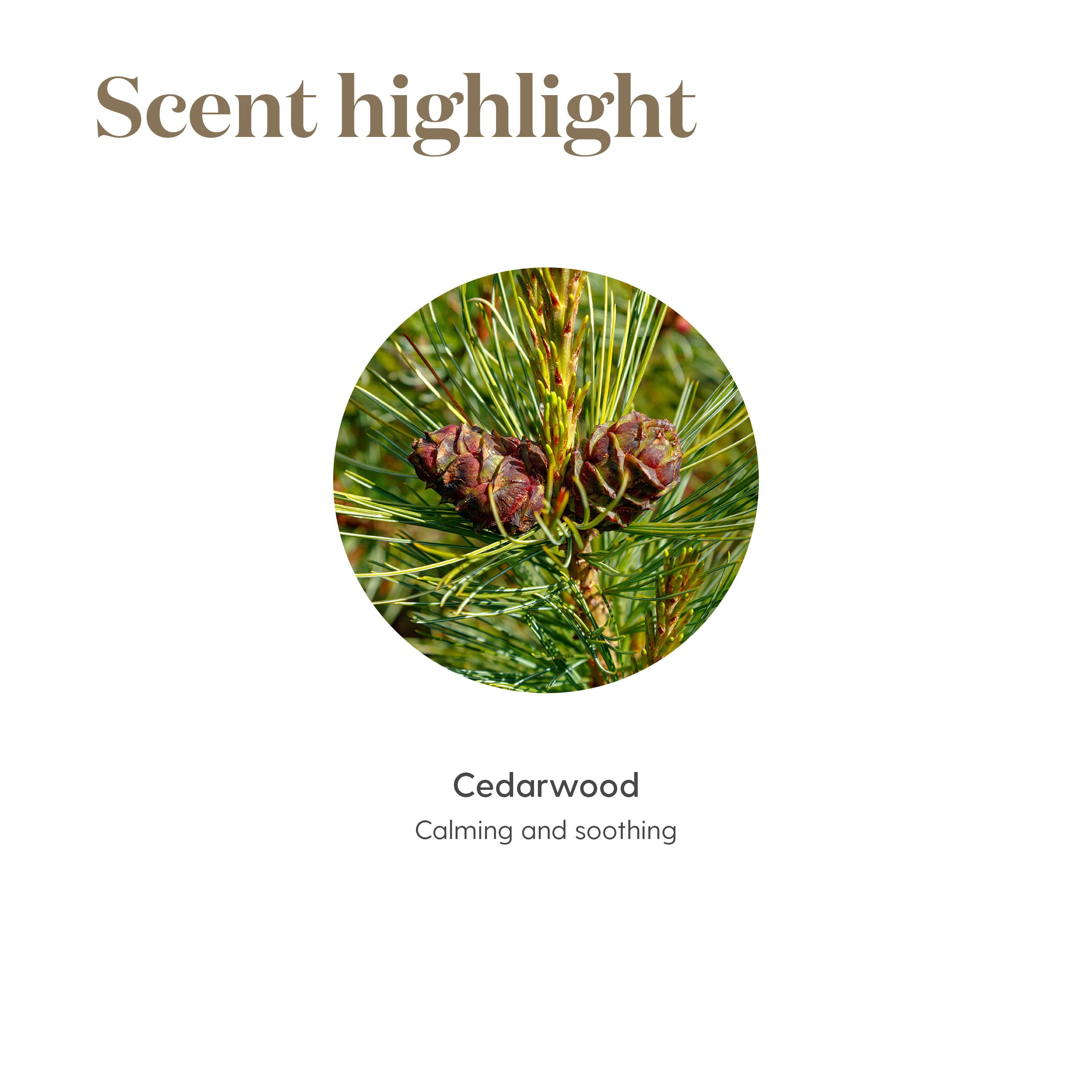 Cedarwood Essential Oil 15ml – Calming, Nourishing for Skin, Hair & Scalp | Young Living
