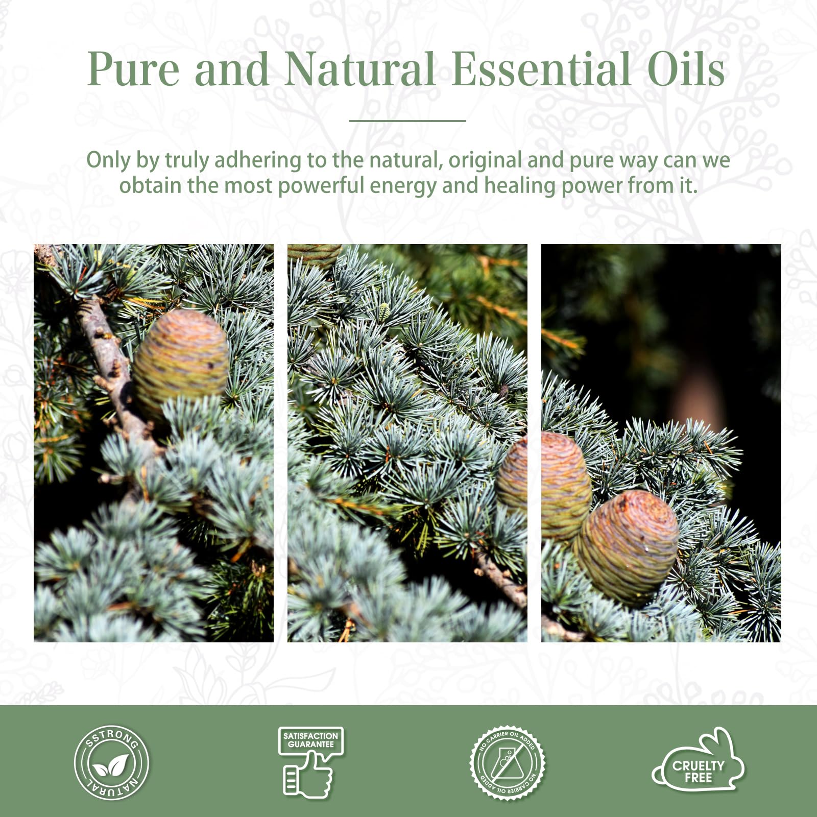 Cedarwood Essential Oil 30ml | PHATOIL Pure Essential Oil Singles for Aromatherapy, Diffusers & DIY Crafts