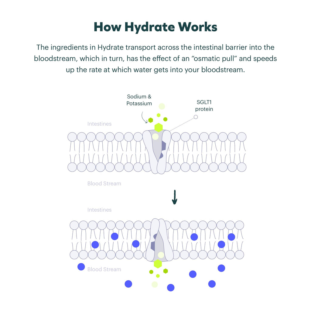 Cheers Classic Combo | Restore + Hydrate After Drinking | DHM, Electrolytes, B-Vitamins | 12 Doses Each