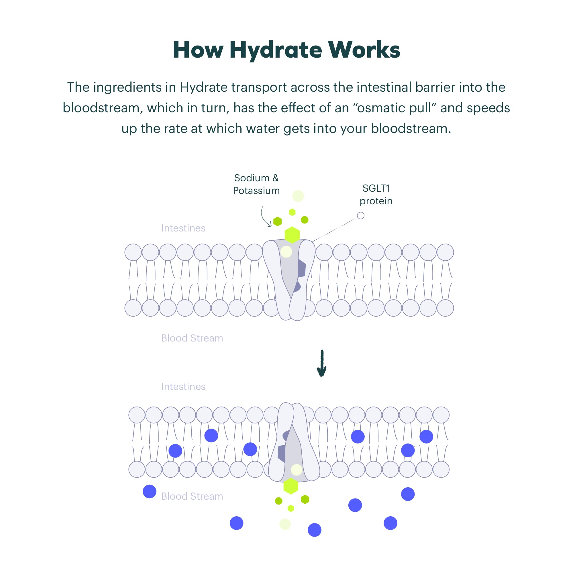 Cheers Classic Combo | Restore + Hydrate After Drinking | DHM, Electrolytes, B-Vitamins | 12 Doses Each