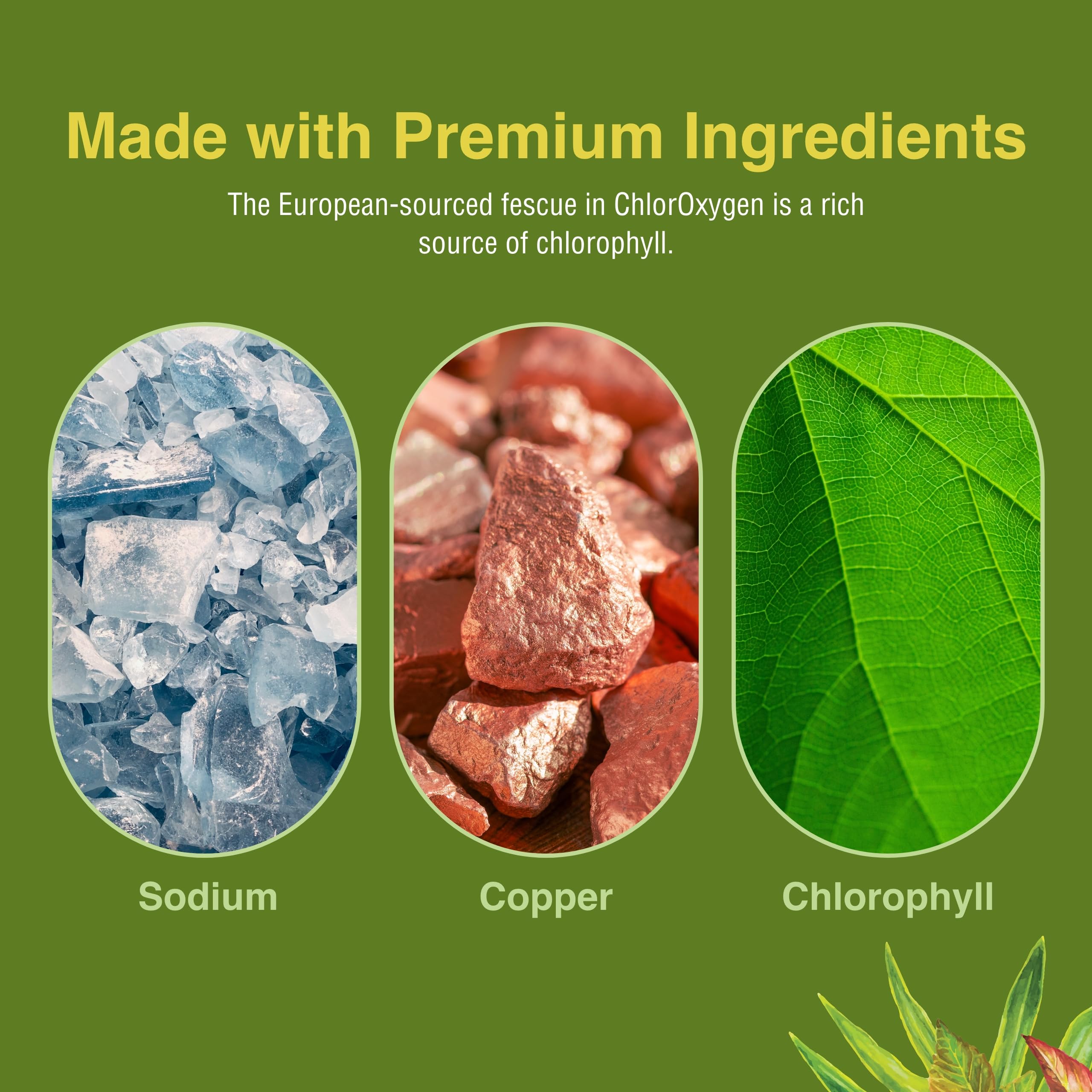 Herbs Etc. ChlorOxygen Chlorophyll Concentrate - 120 Softgels | Blood Health & Energy