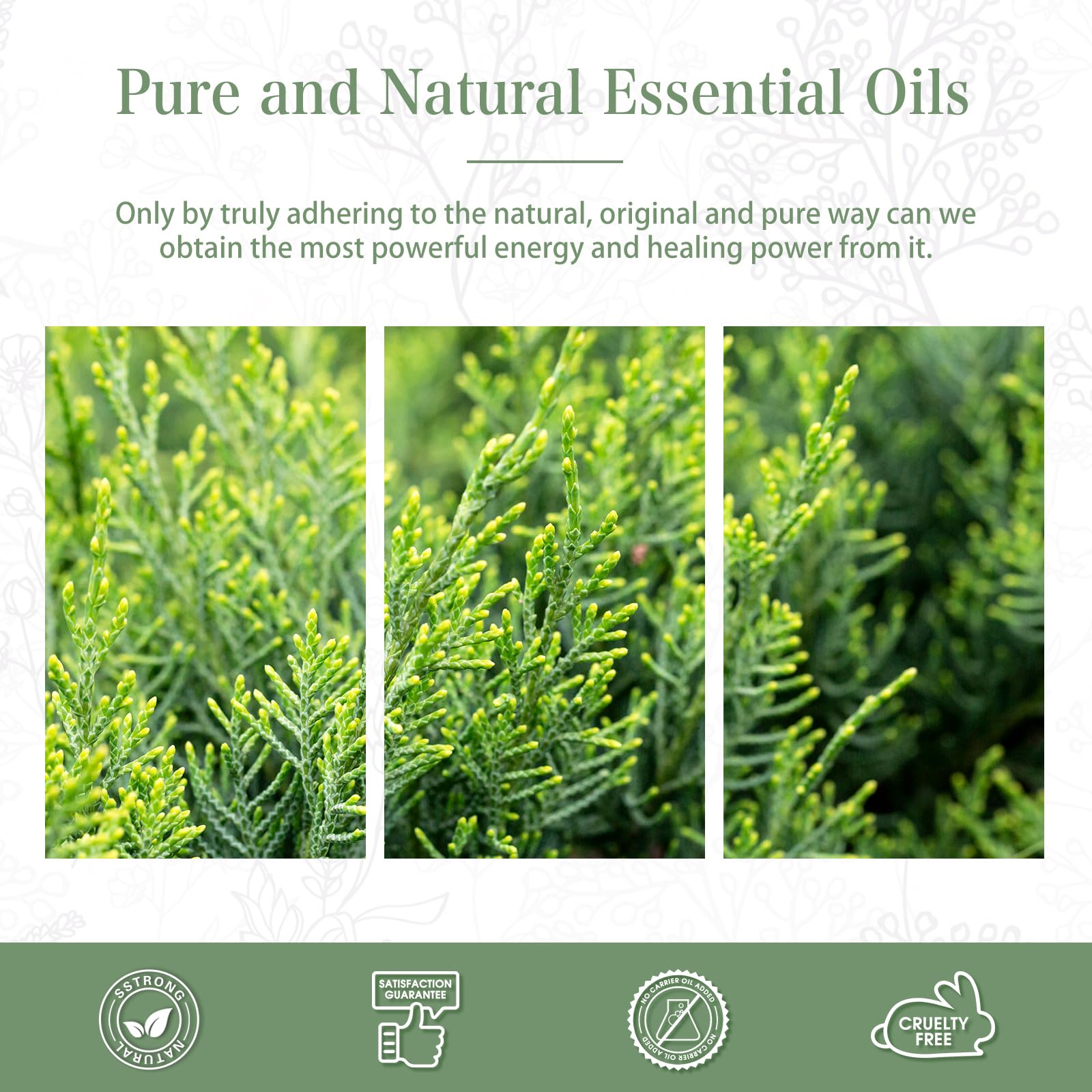 Cypress Essential Oil 100ml | PHATOIL Aromatherapy for Diffuser, Candle & DIY