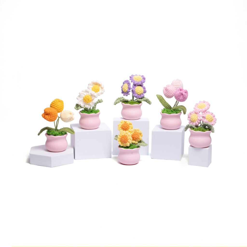 Daisy Pot Plant
