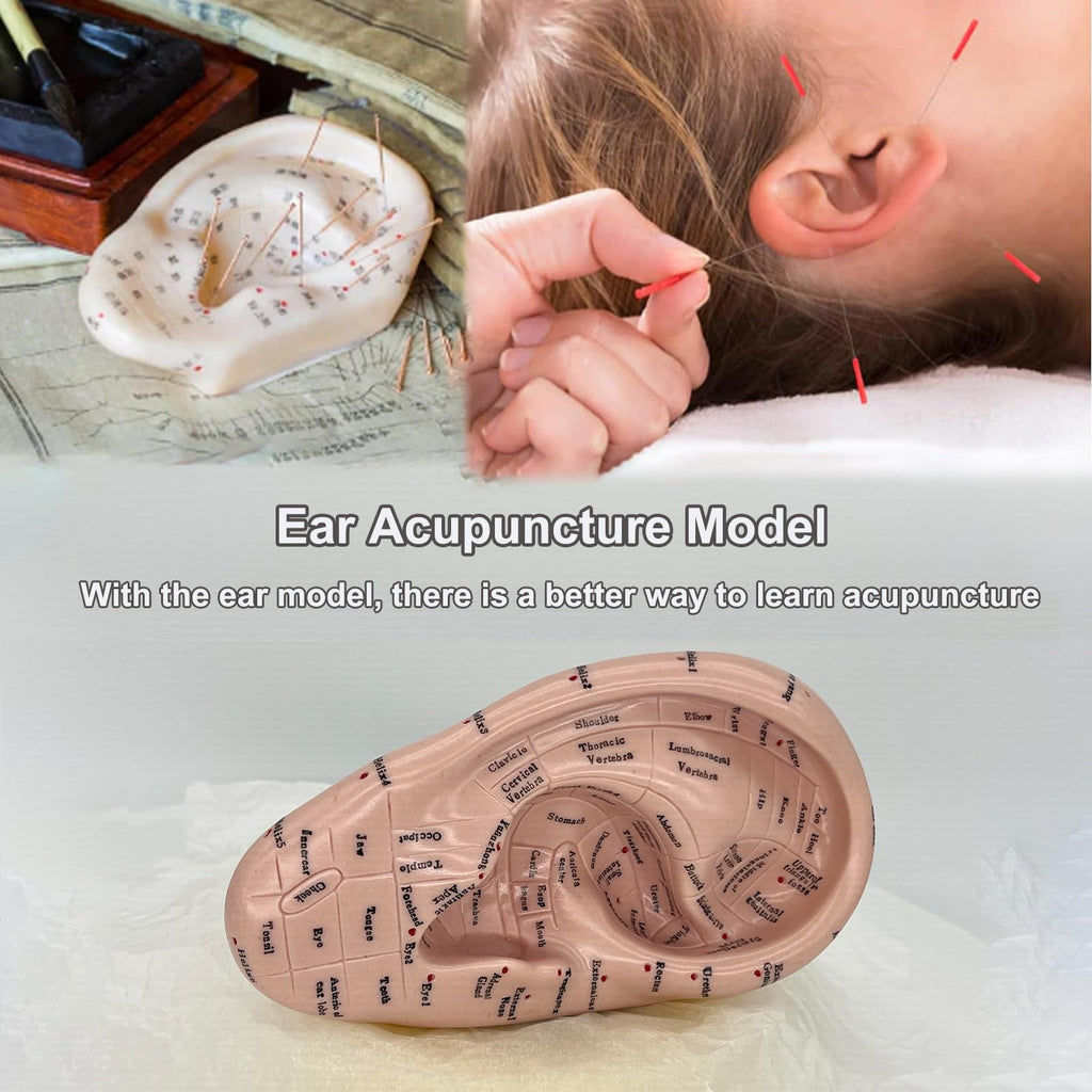 Ear Acupuncture Model 17cm – Ear Zone Model, Ear Massage, Ear Acupoints Learning
