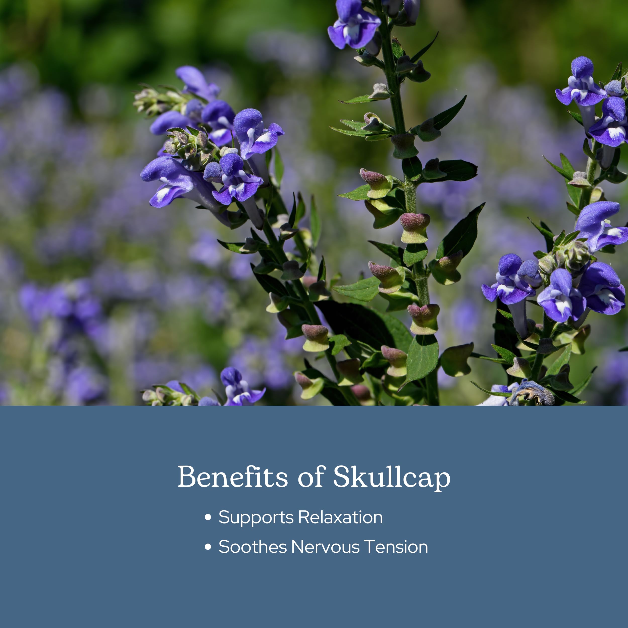 Eclectic Herb Skullcap Capsules - Natural Sleep, Relaxation & Calm (90 CT, 350 mg)