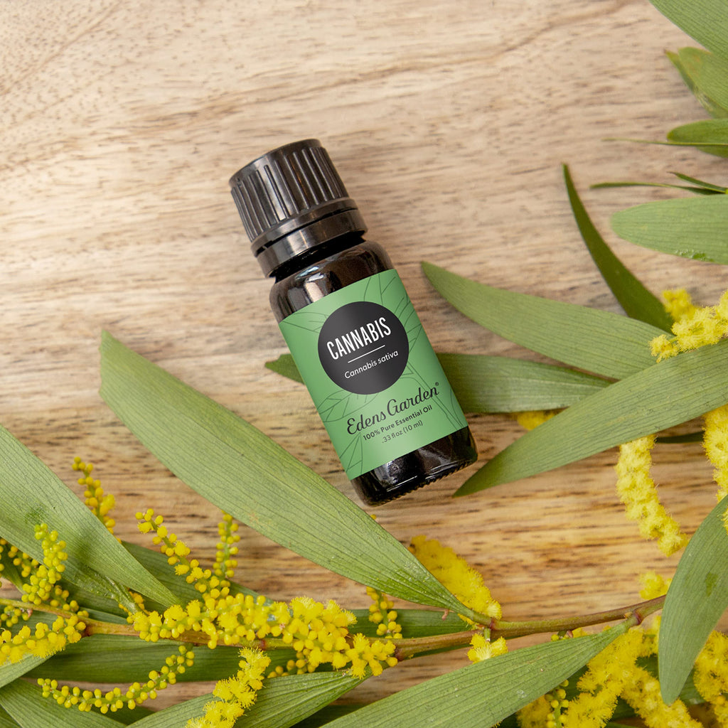 Edens Garden Cannabis Essential Oil – 100% Pure Premium Grade, Undiluted Aromatherapy for Diffusers, Skin, Candles & Humidifiers 30 ml