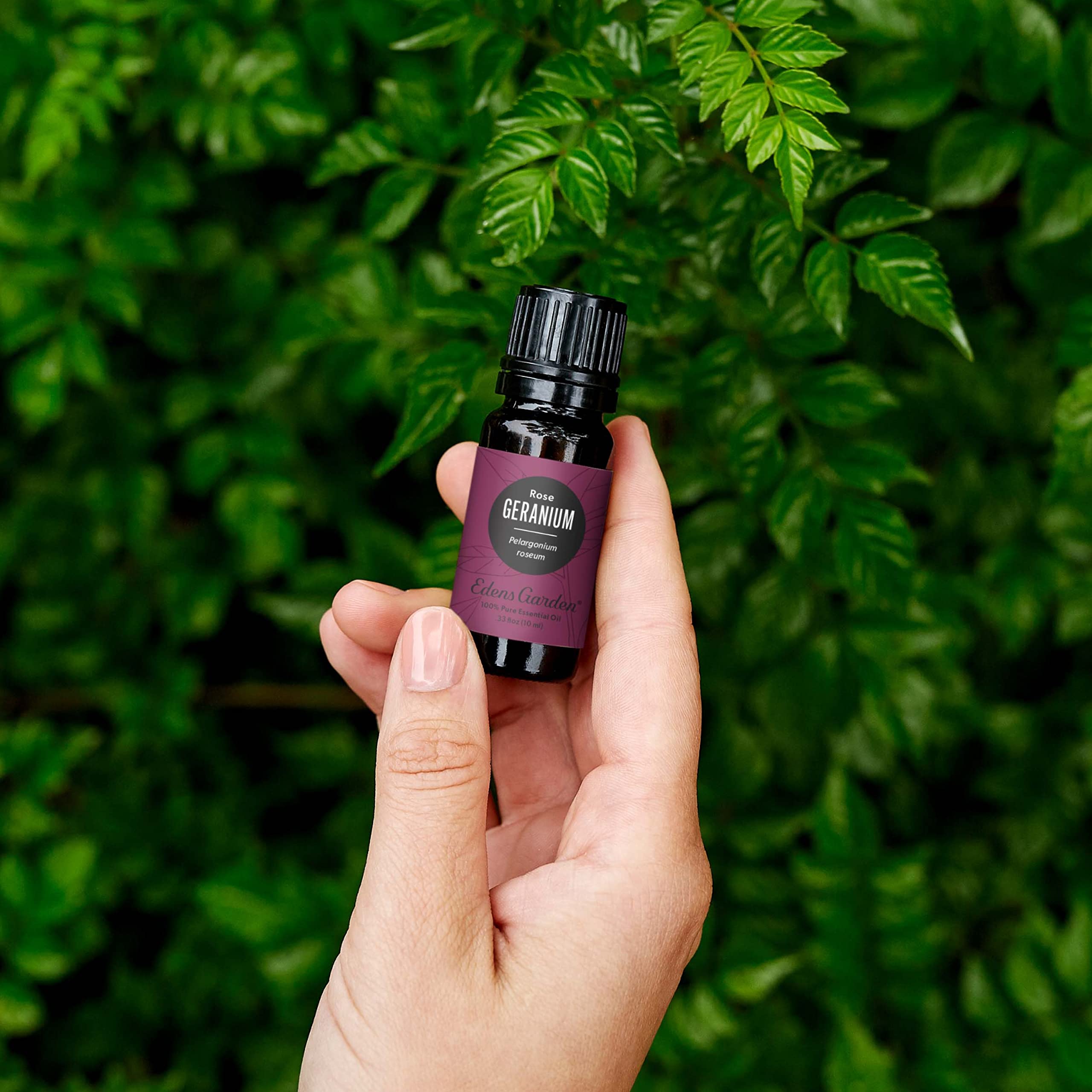Edens Garden Geranium-Rose Essential Oil | 100% Pure Premium Grade, 10 ml