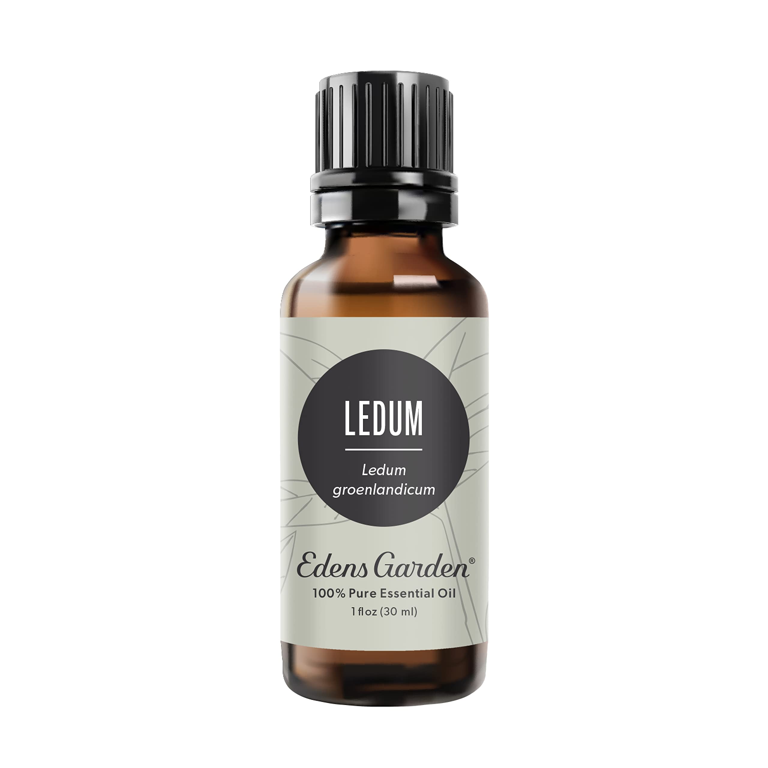 Edens Garden Ledum Essential Oil – 100% Pure, Premium Grade, 30 ml