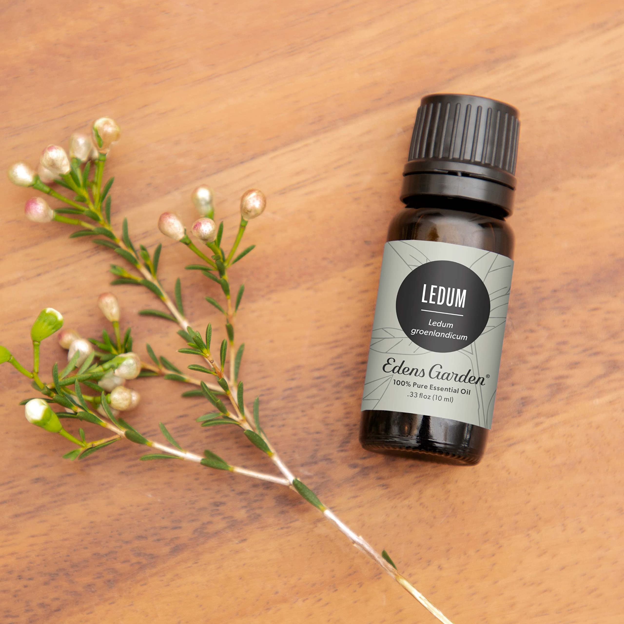 Edens Garden Ledum Essential Oil – 100% Pure, Premium Grade, 30 ml