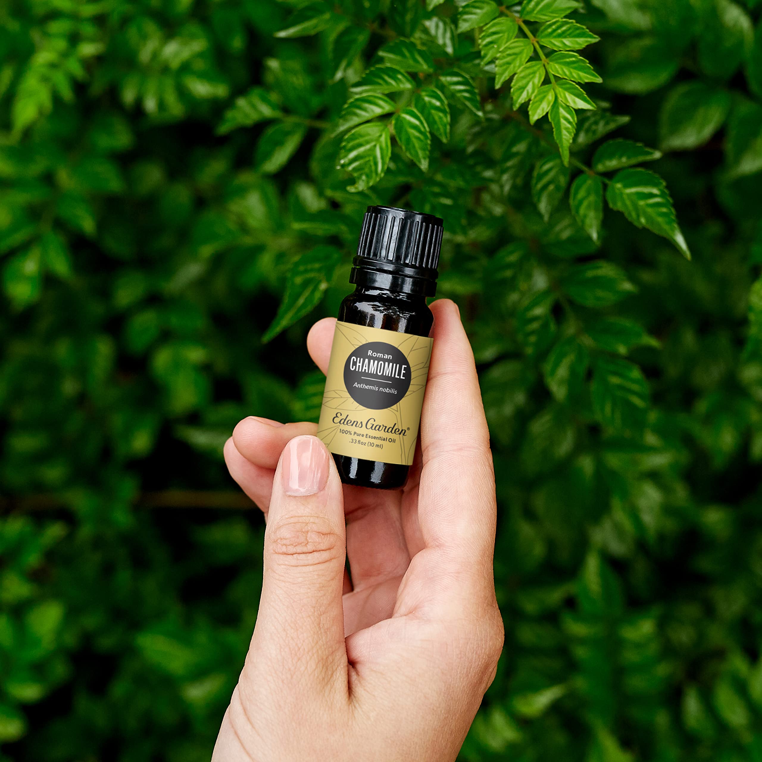 Edens Garden Chamomile Roman Essential Oil 10 ml – 100% Pure Premium Grade for Aromatherapy & Diffusers