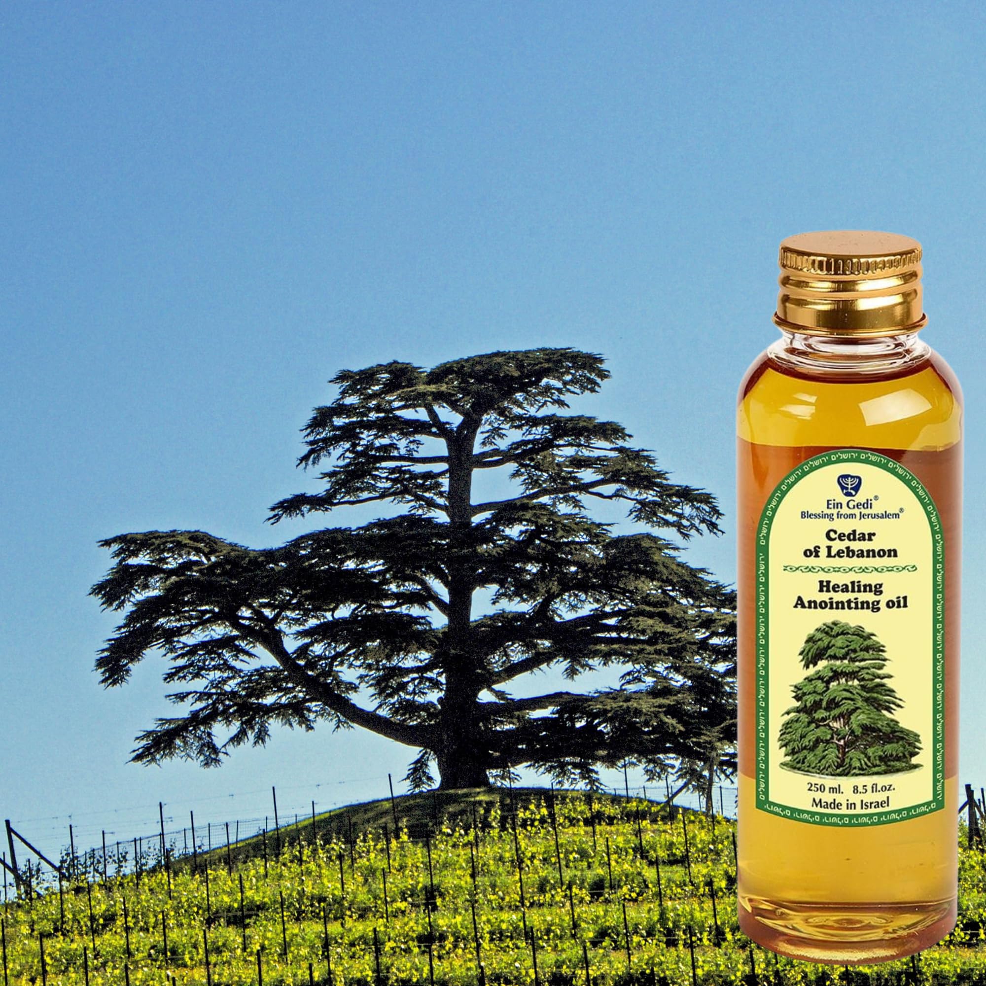 Ein Gedi Cedar of Lebanon Anointing Oil – 250ml (8.5 oz) Holy Land