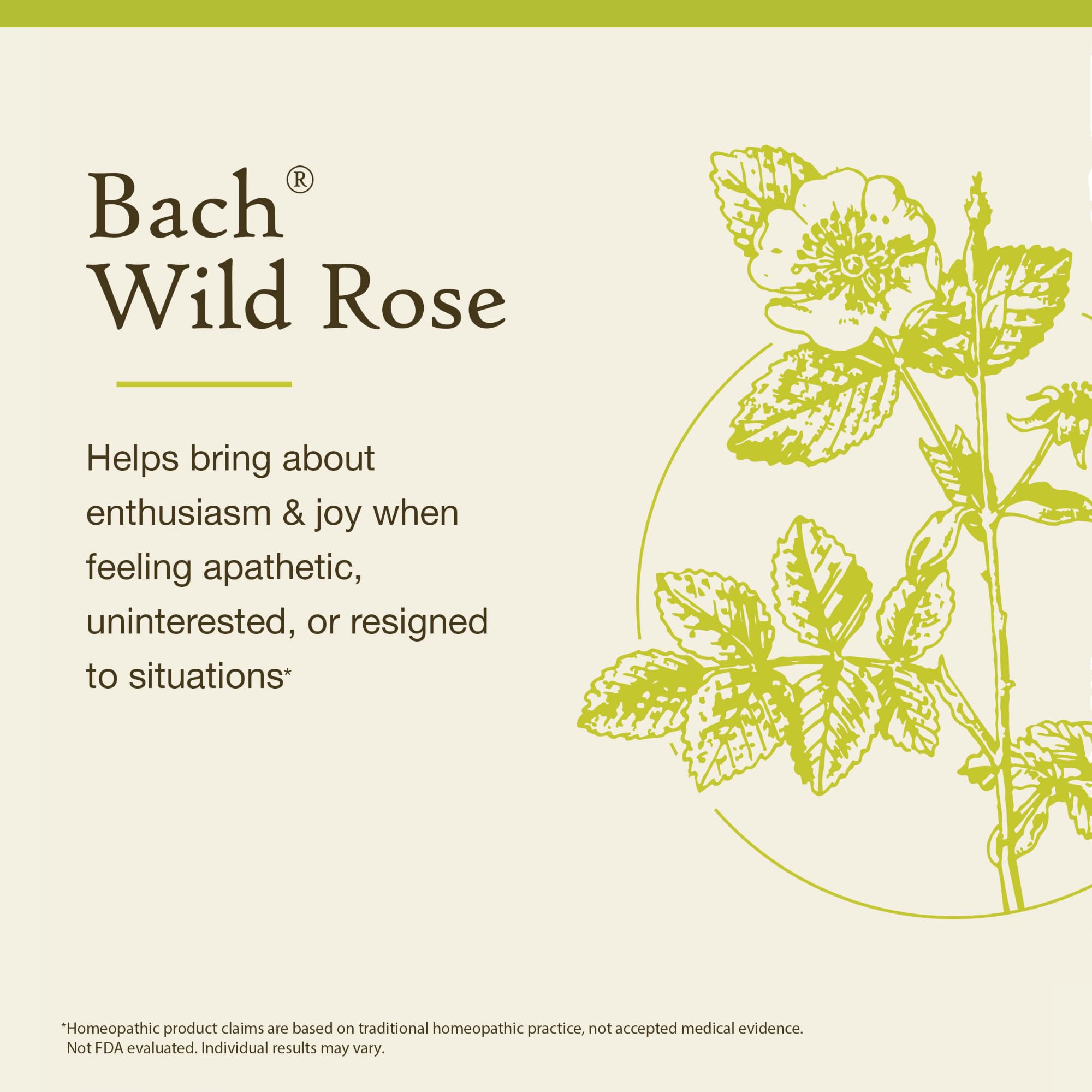 Bach Original Flower Remedies: Wild Rose (Non-Alcohol) – Enthusiasm & Emotional Balance | Vegan, Gluten Free, Sugar Free | 10mL