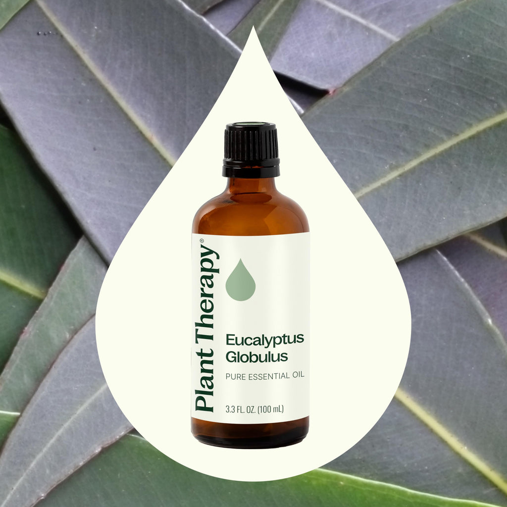 Plant Therapy Eucalyptus Globulus Essential Oil 100 mL (3.3 oz) | Pure & Therapeutic