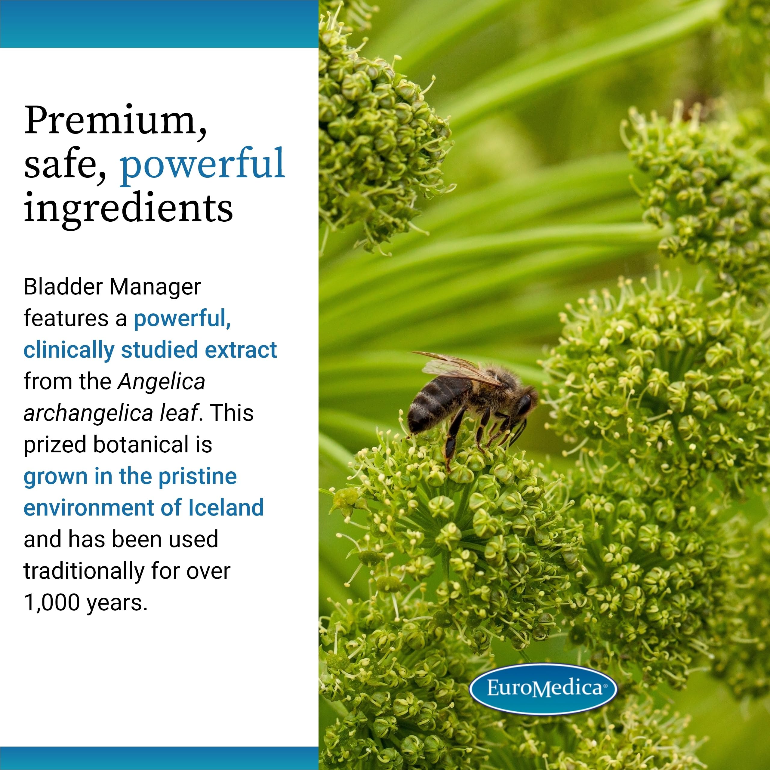 EuroMedica Bladder Manager - Bladder Health Supplement with Angelica Leaf Extract | Vegan Capsules (30)