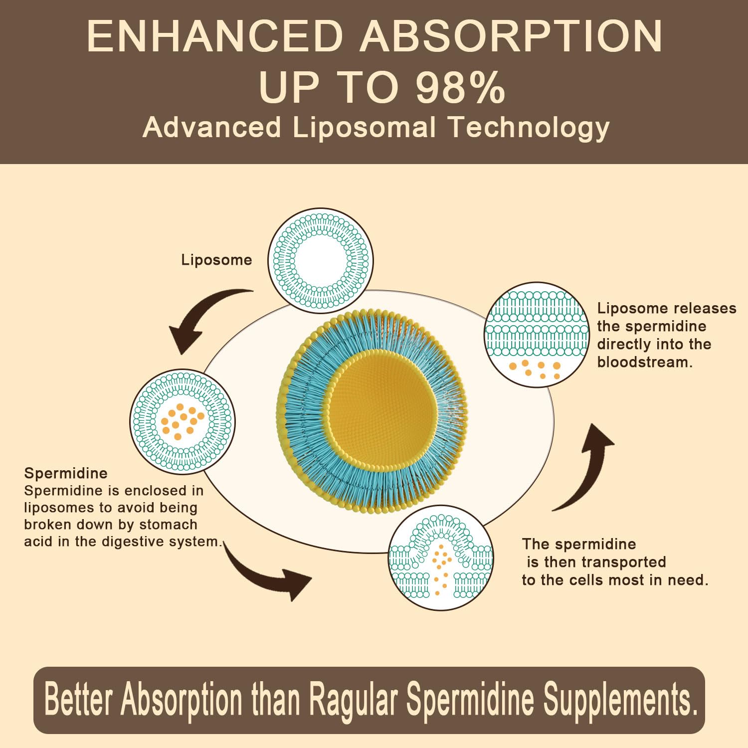 Sohahila Spermidine Supplement 15 MG – Liposomal, 99% Purity, 180 Softgels with Fermented Wheat Germ Extract