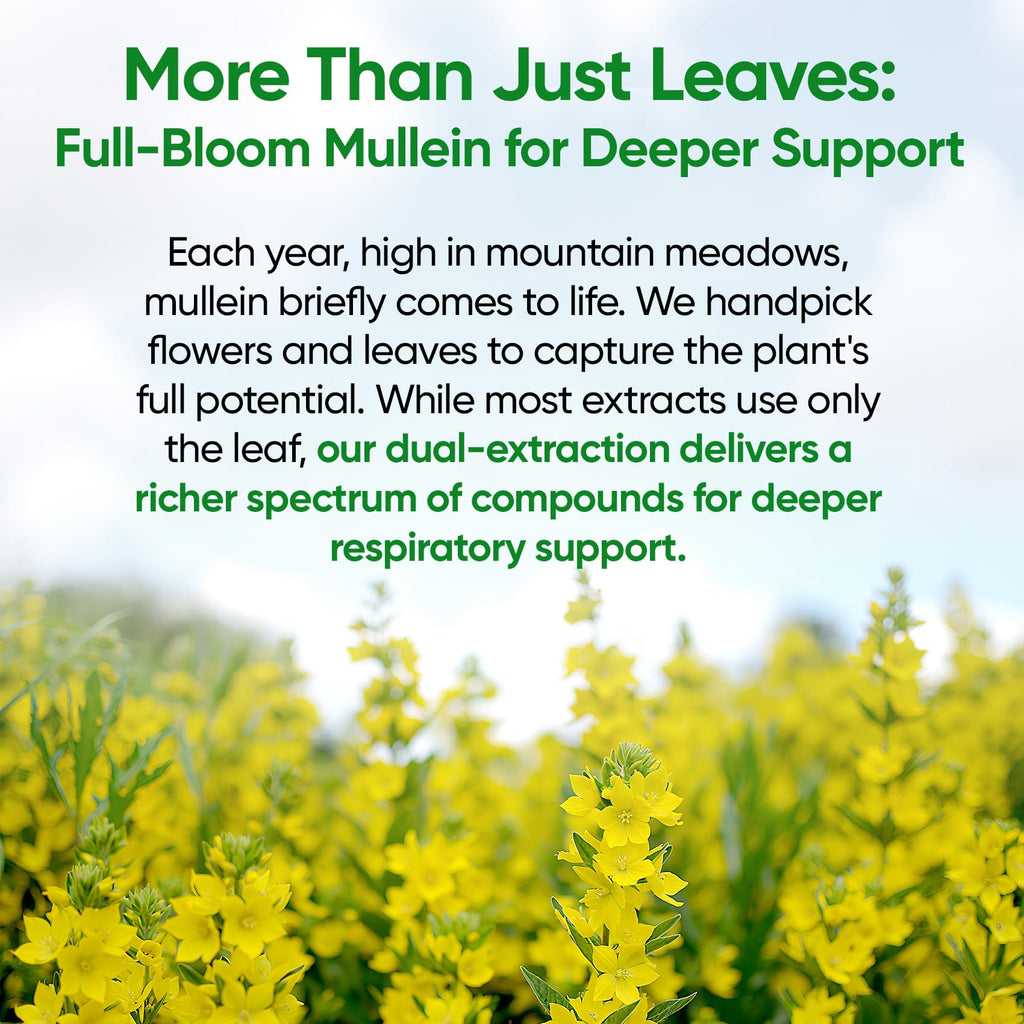 Fidus Mullein Drops – 7-Herb Lung Detox for Lungs & Lymphatics (4 oz)