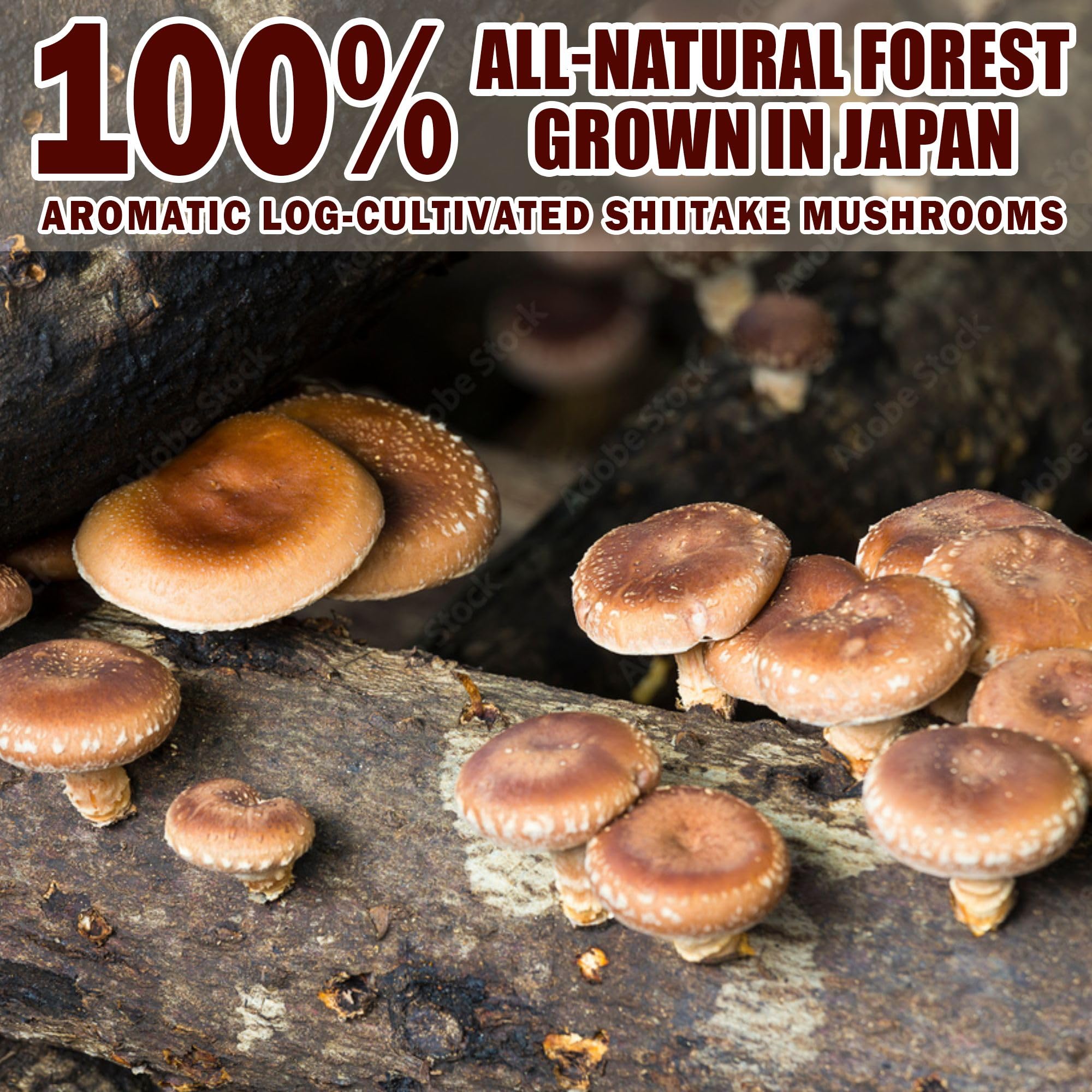 Japanese Shiitake Umami Powder 1.4oz – 100% Natural, No MSG | Towa Kanbutu