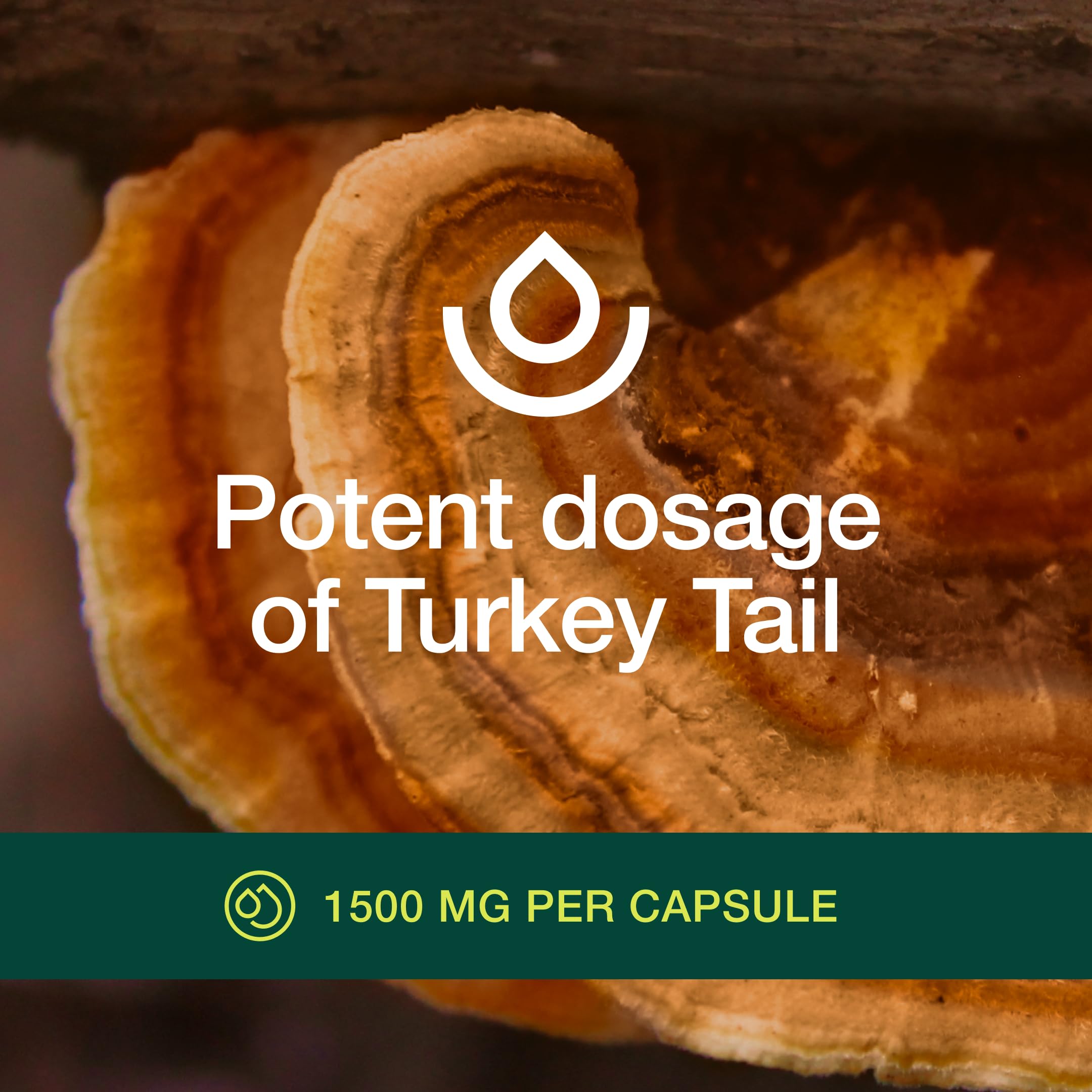 Fresh Nutrition Organic Turkey Tail Mushroom Extract – High Beta Glucans, 2-Pack, 180 Vegan Capsules