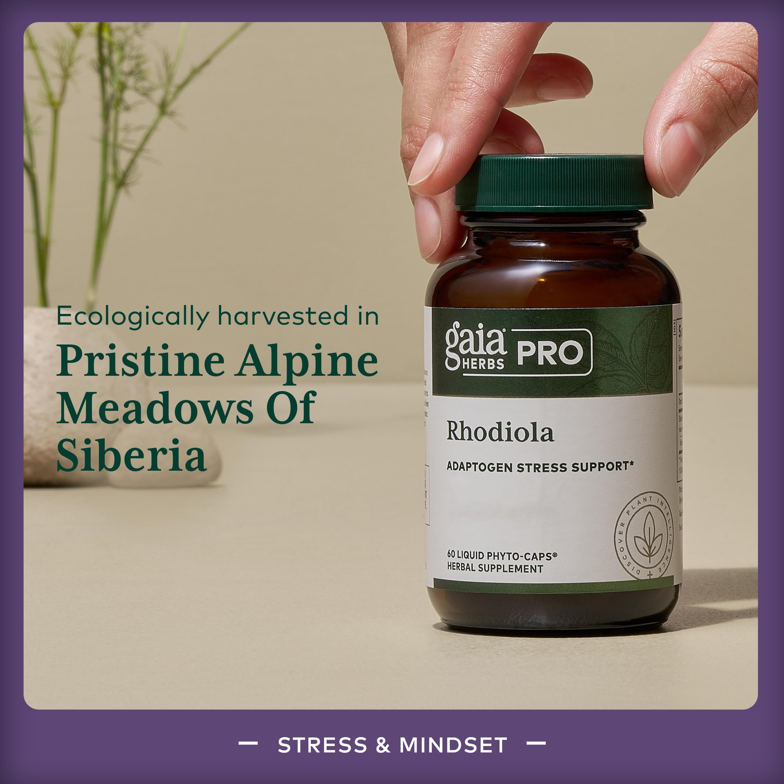 GAIA HERBS PRO Rhodiola - Energy Support Supplement - Adaptogen with Rhodiola Root Extract - Vegan Gluten-Free Soy-Free - 60 Phyto-Caps (30 Servings)