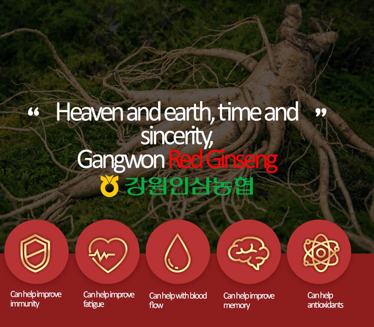 Gangwoninsam Korean Red Ginseng Extract Gold 240g (8.46 fl oz) – 100% Pure 6-Year-Old Korean Red Ginseng Root Extract
