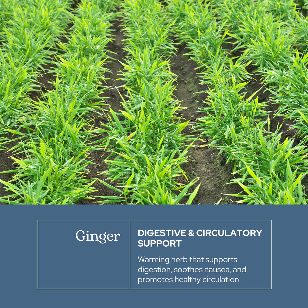 Eclectic Institute Raw Freeze-Dried Ginger - Non-GMO | Heart & Digestive Health | 90 CT