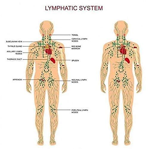3 Pack Ginger Lymphatic Drainage Massage Oil – Boost Circulation & Metabolism (90ml)