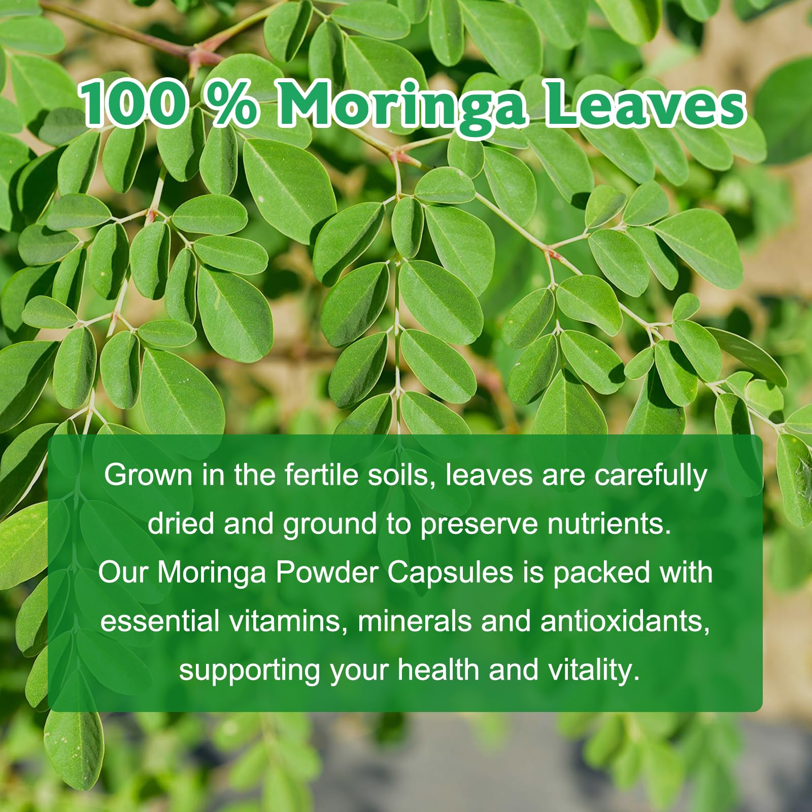 Moringa Powder Capsules | Pure Moringa Leaf – 800mg per Capsule, 120 Vegan Capsules