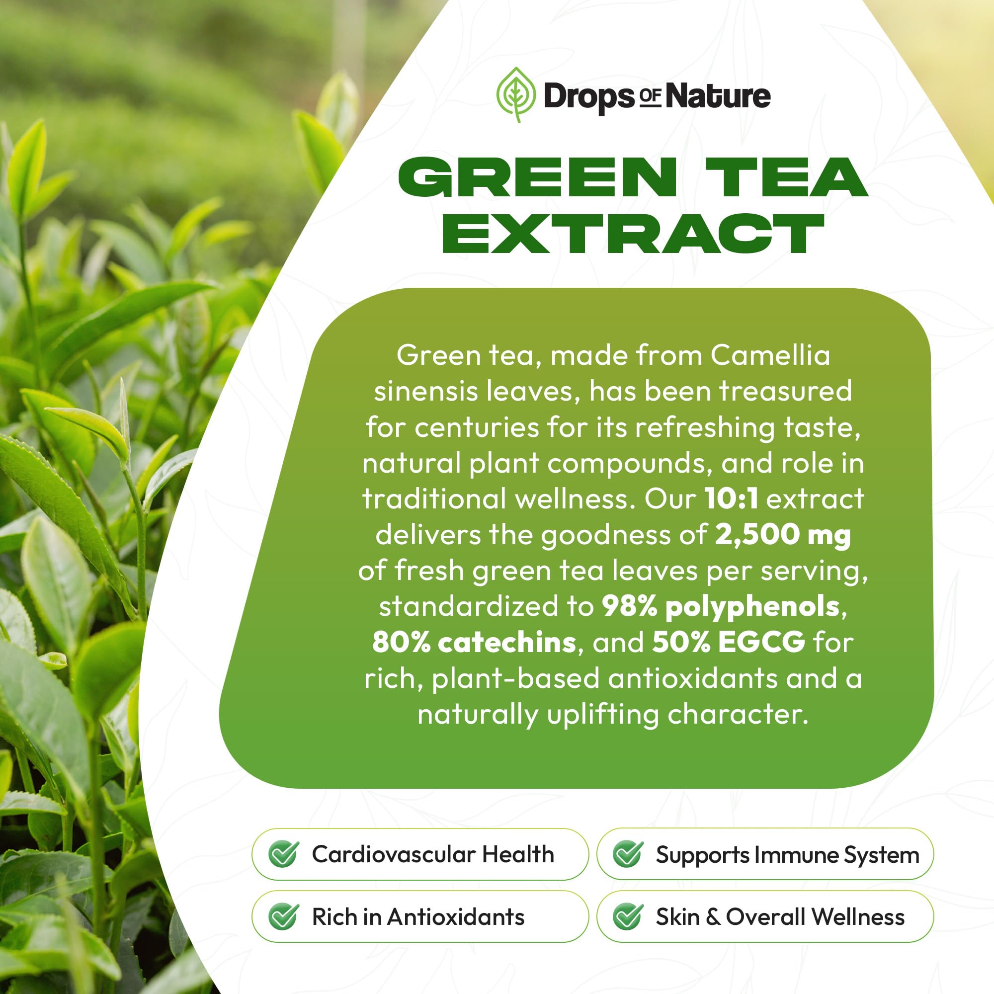 Green Tea 10:1 Extract 50% EGCG Liquid Drops – Vegan Immune & Skin Support