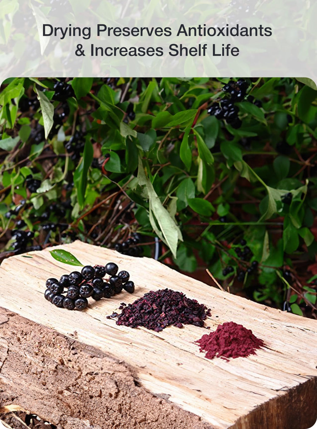 Green Valley Organic Aronia Berry Powder – 12 oz, Antioxidant Rich