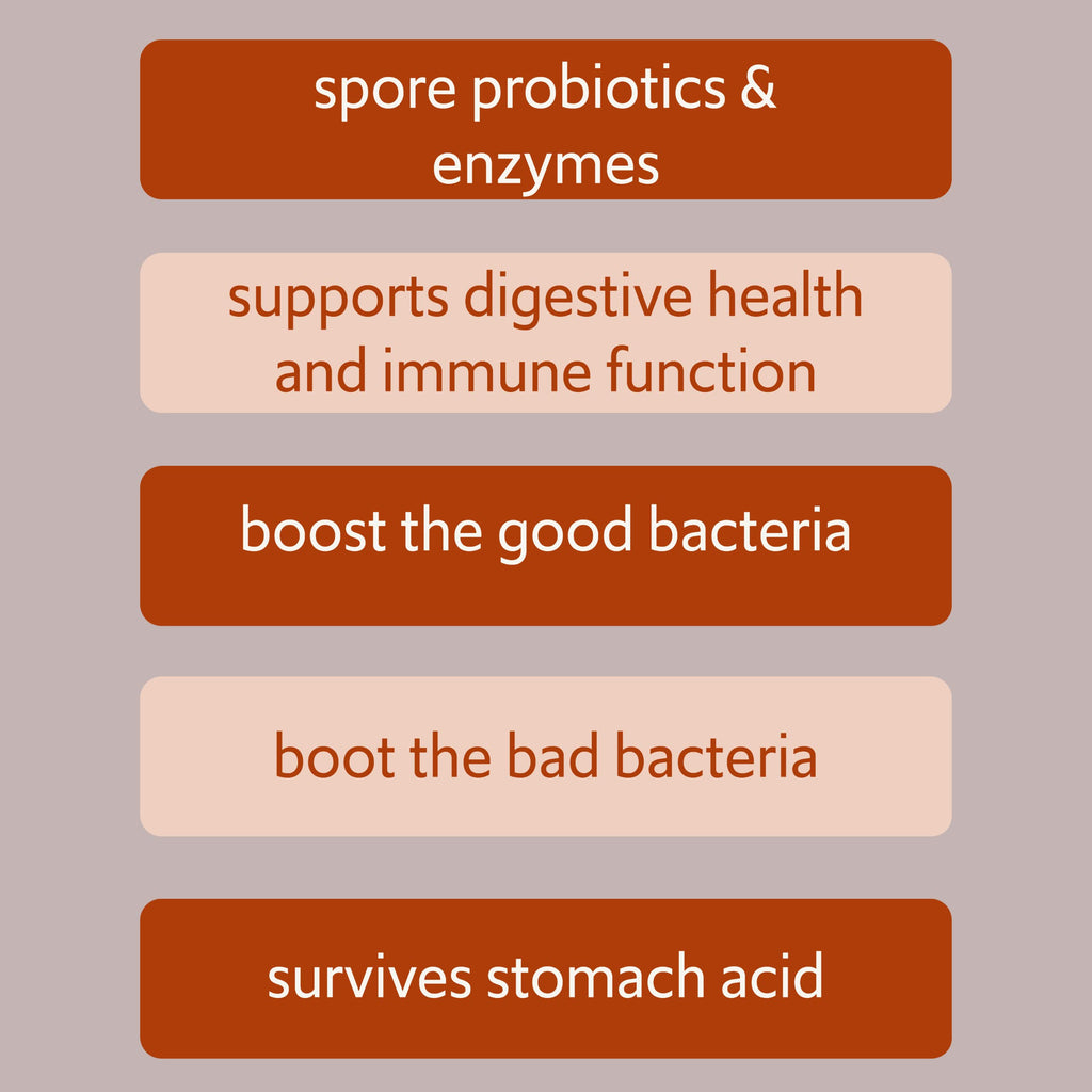 New Bacillus B3 Probiotic Complex & Enzymes – 60 Capsules (100% Spore-Based SBO)