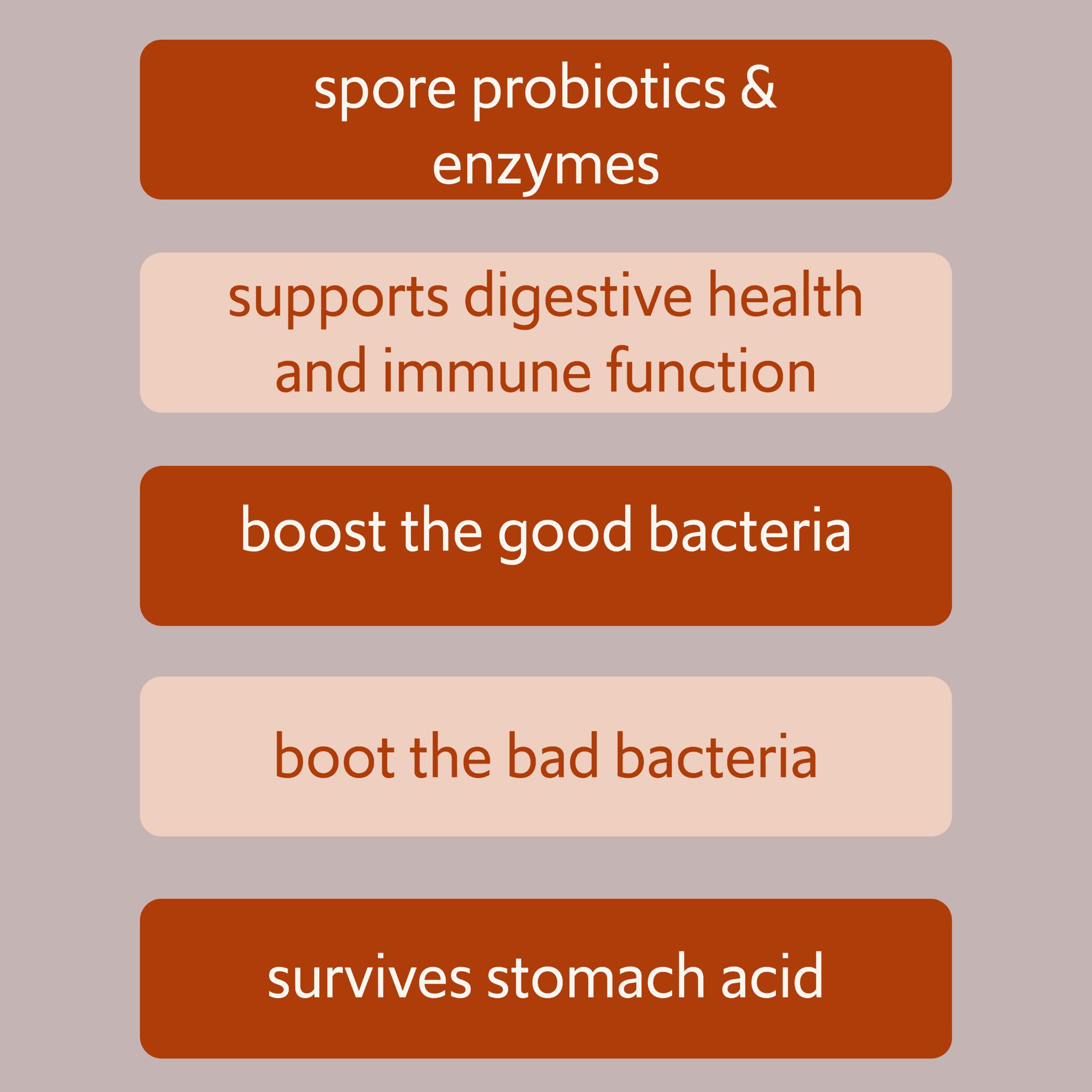 New Bacillus B3 Probiotic Complex & Enzymes – 60 Capsules (100% Spore-Based SBO)