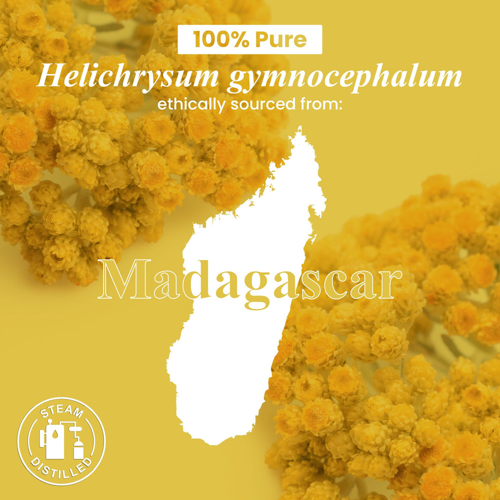 Handcraft Blends Helichrysum Essential Oil – 1 Fl Oz | 100% Pure